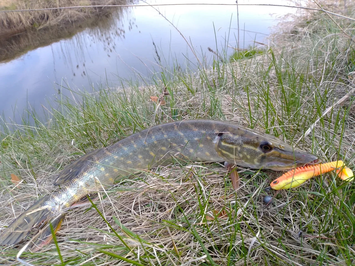 How to Fish a 100mm Soft Swimbait for Pike and Other Predatory Fish
