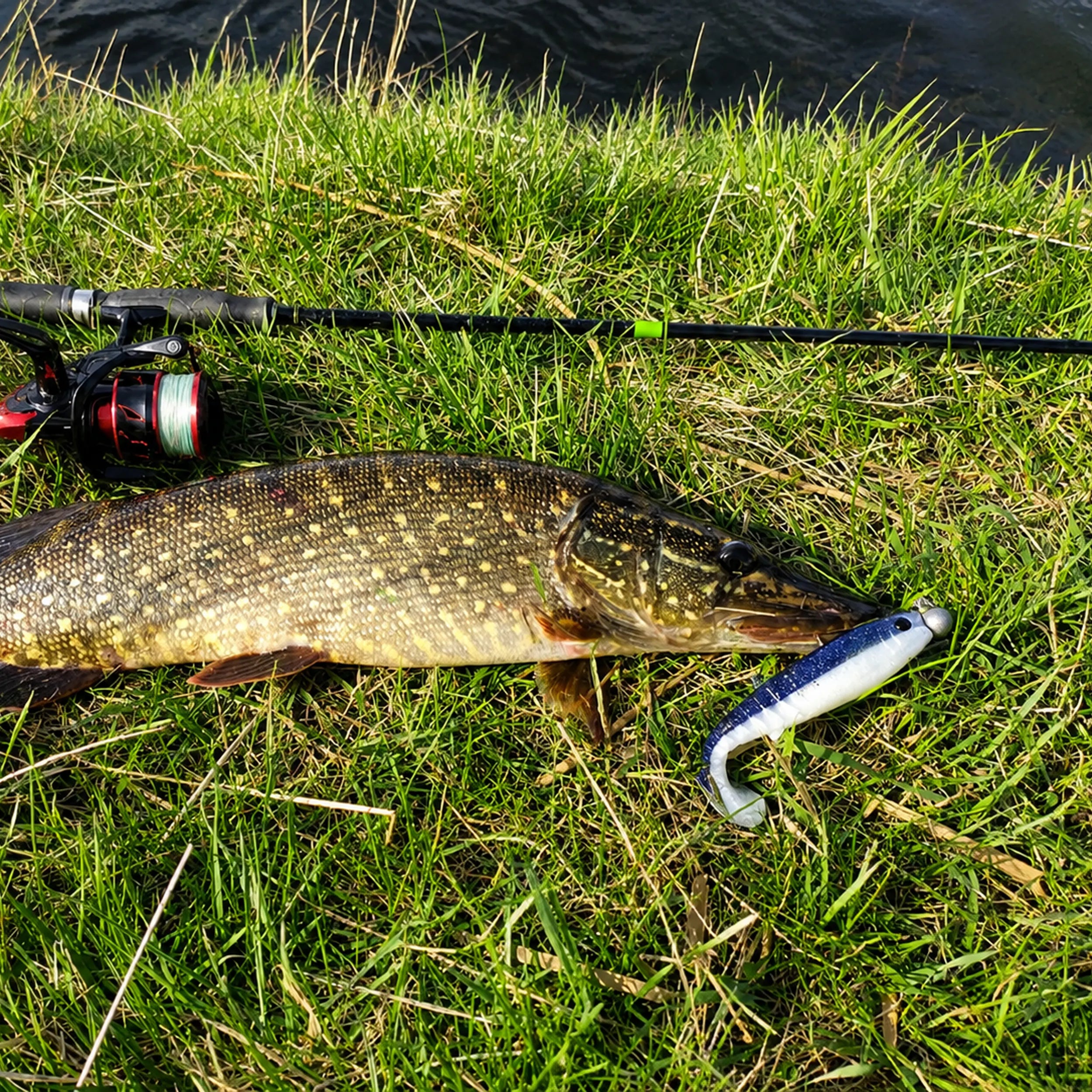 pike fishing with black white cannibal 