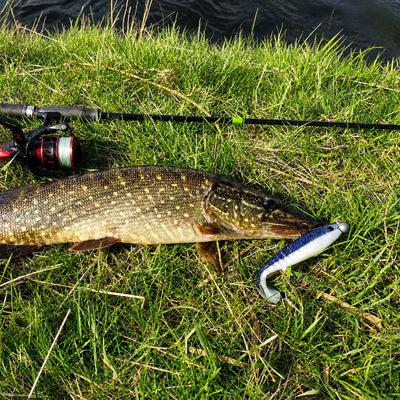 pike fishing with black white cannibal 