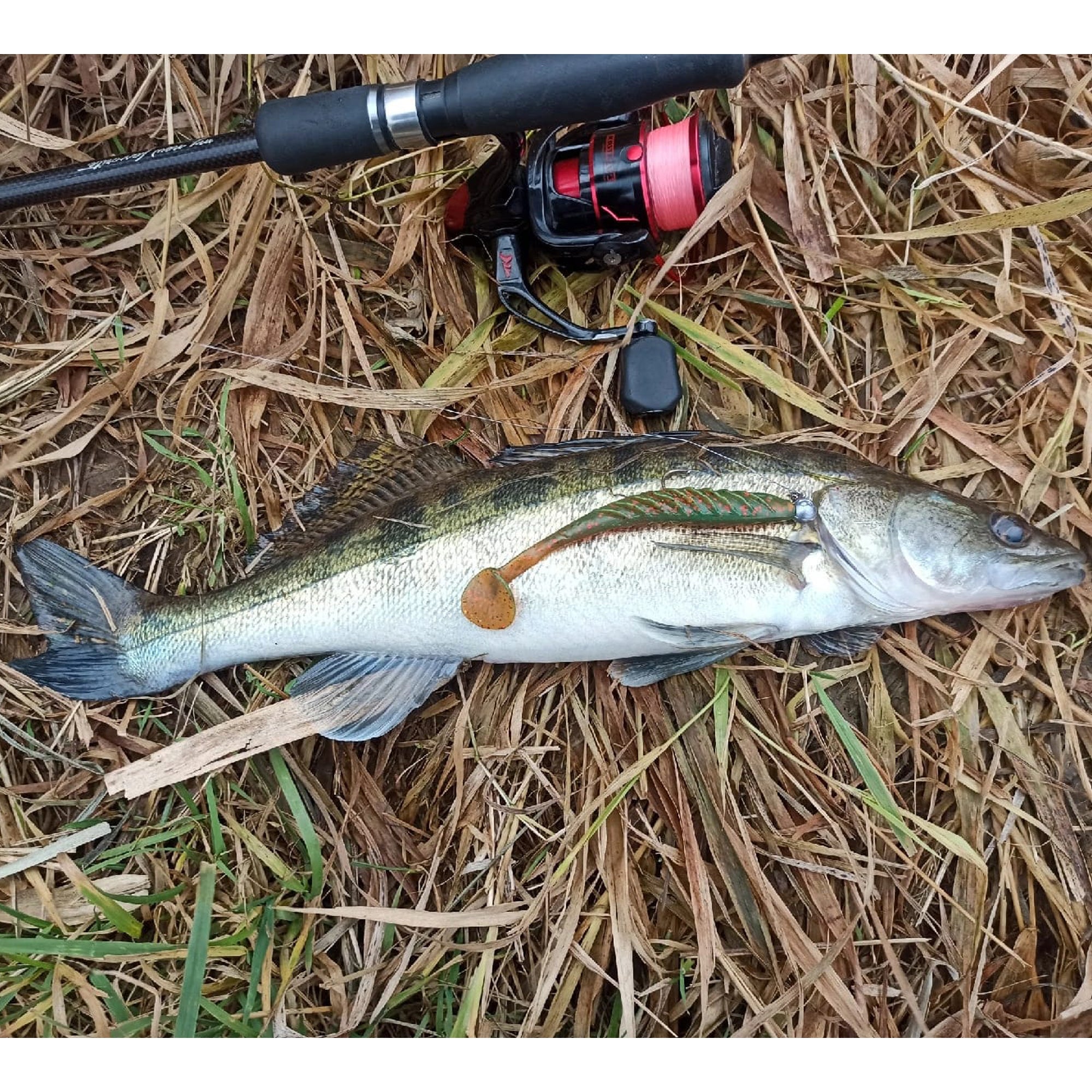 5in ripple shad lure Engine oil color fishing