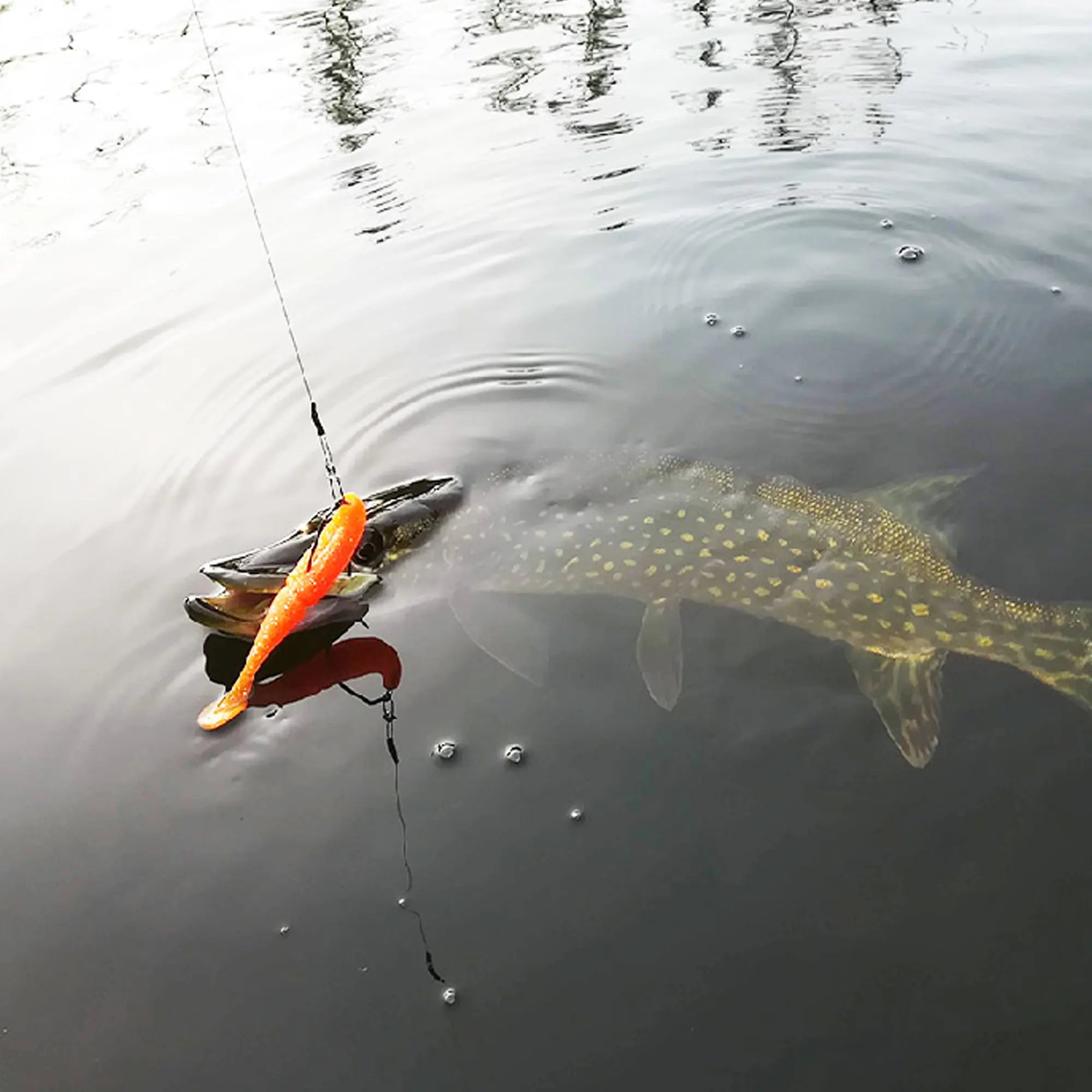 fishing with easy shiner soft lure 4in 